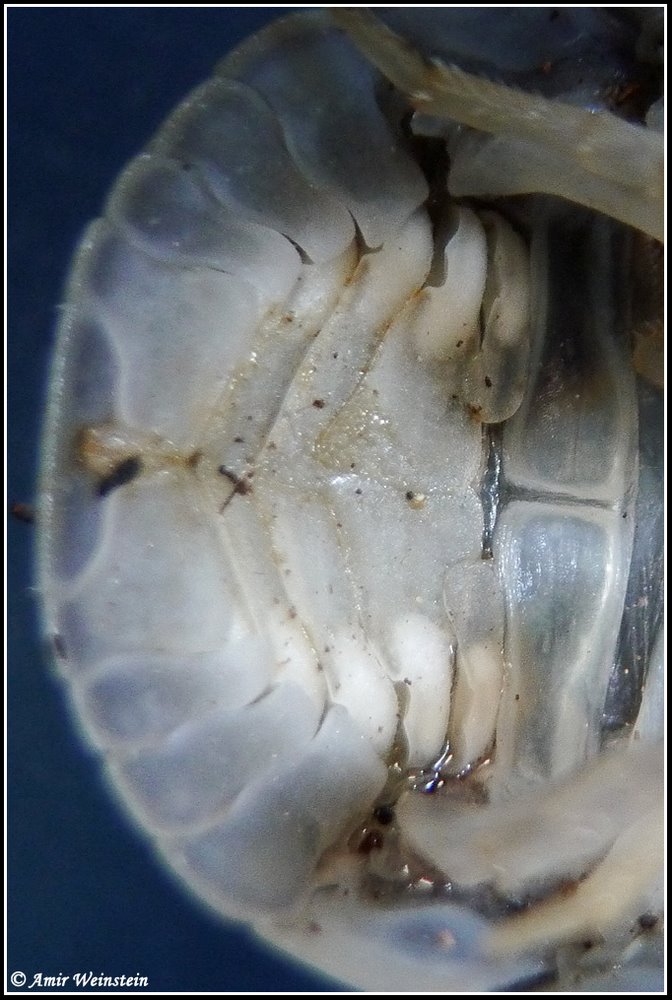 Phoretic mites in Isopoda - Armadillo officinalis